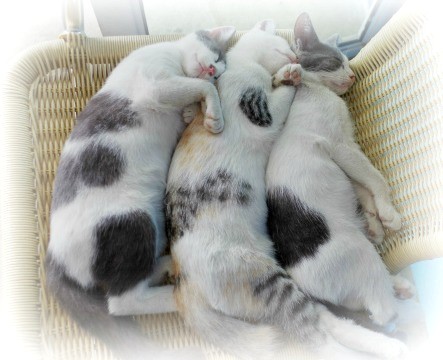 ガルちゃん猫カフェ本日オープン♪