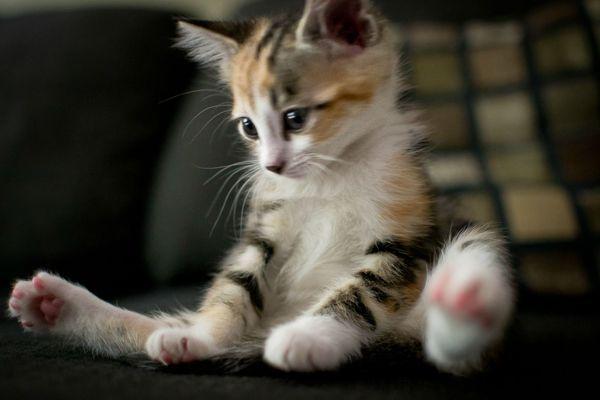 ガルちゃん猫カフェ本日オープン♪