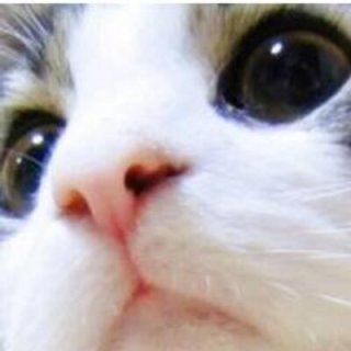 ガルちゃん猫カフェ本日オープン♪