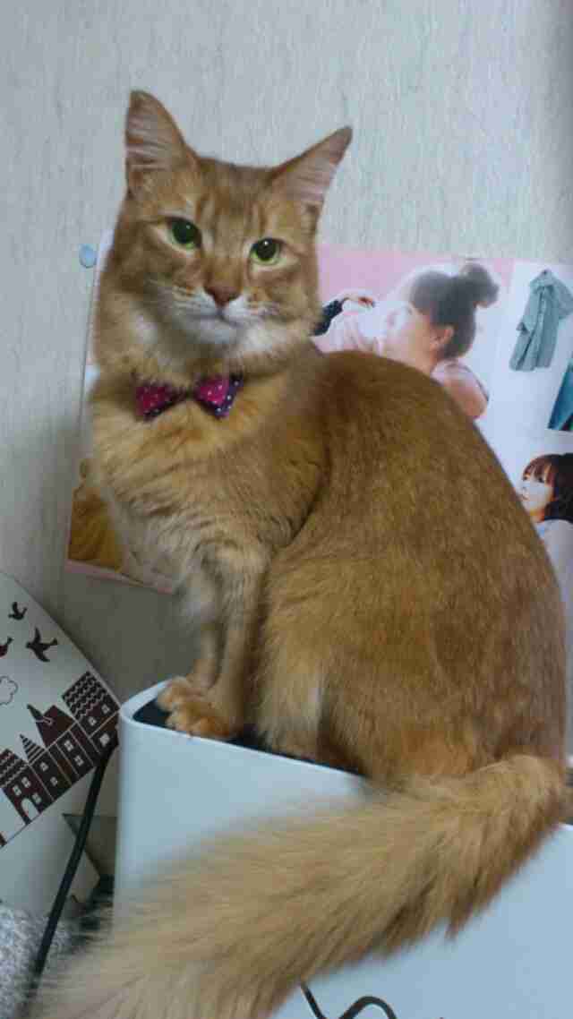 ガルちゃん猫カフェ本日オープン♪