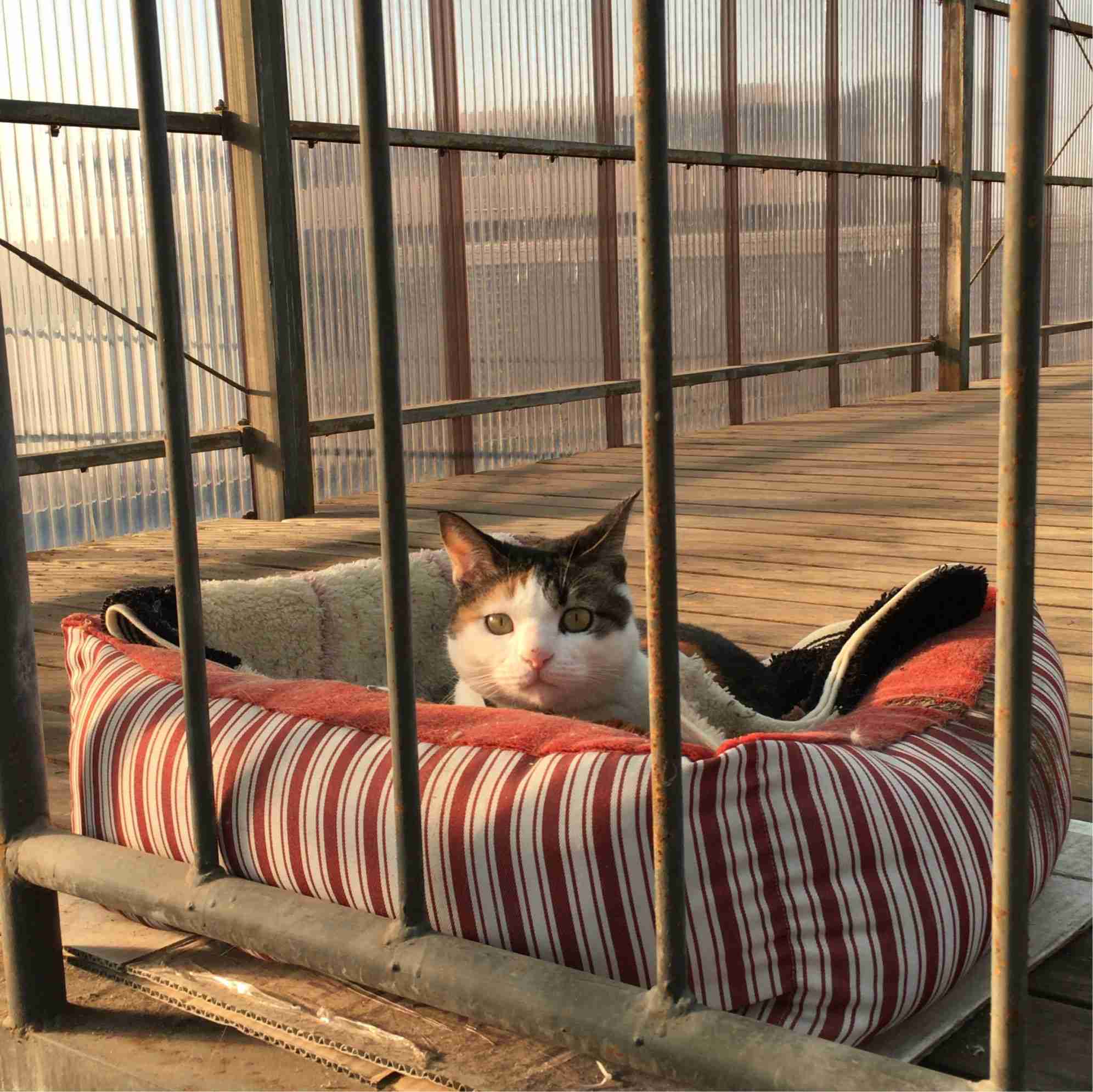 ガルちゃん猫カフェ本日オープン♪