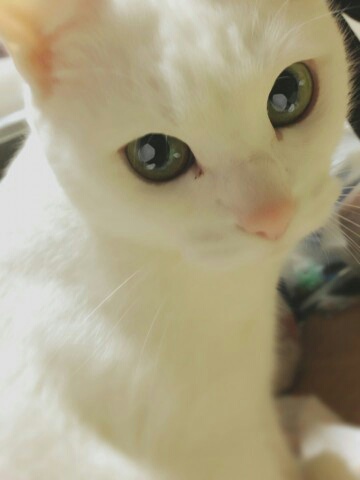 ガルちゃん猫カフェ本日オープン♪