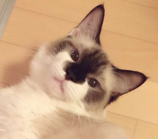 猫の好きな柄