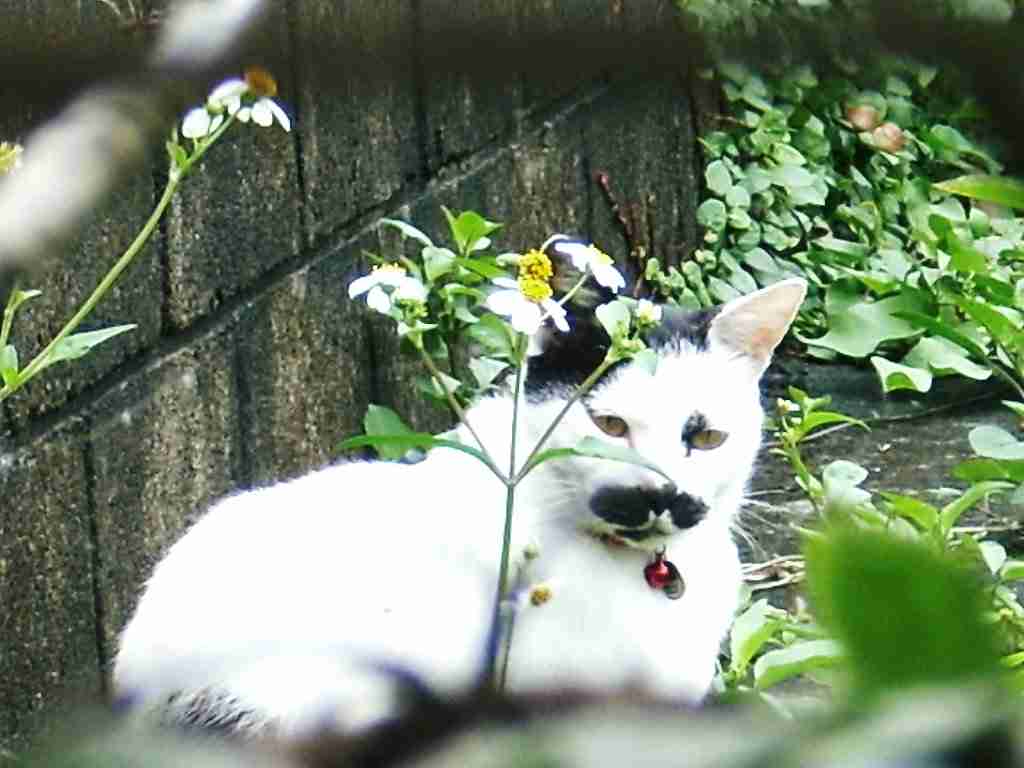 猫の好きな柄