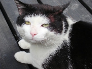 猫の好きな柄