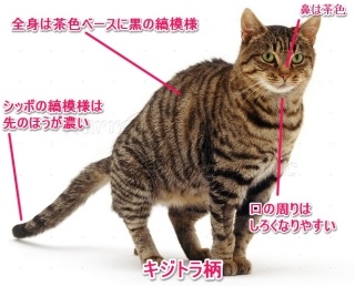 猫の好きな柄