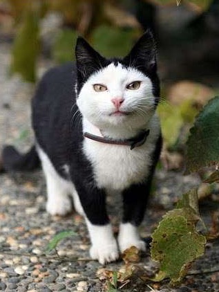 猫の好きな柄