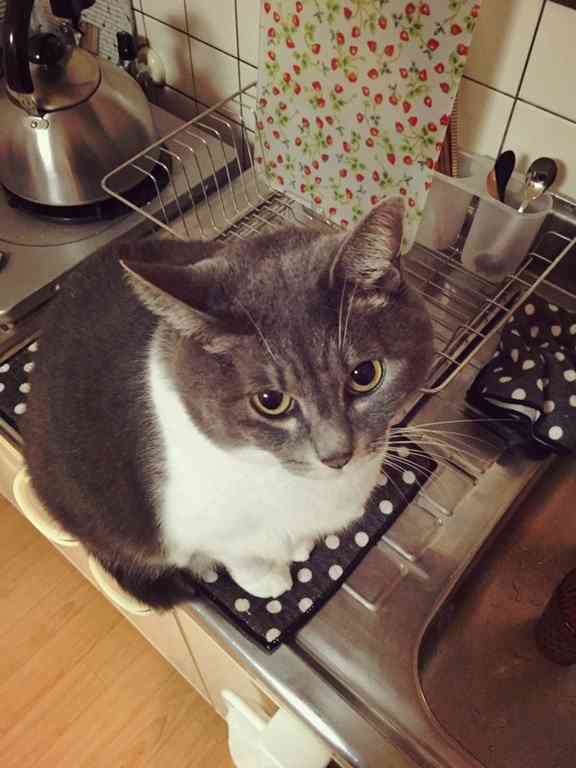 猫の好きな柄