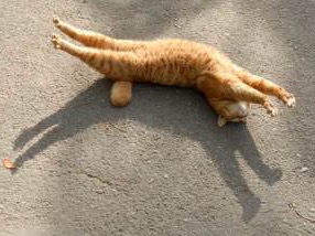 猫の好きな柄