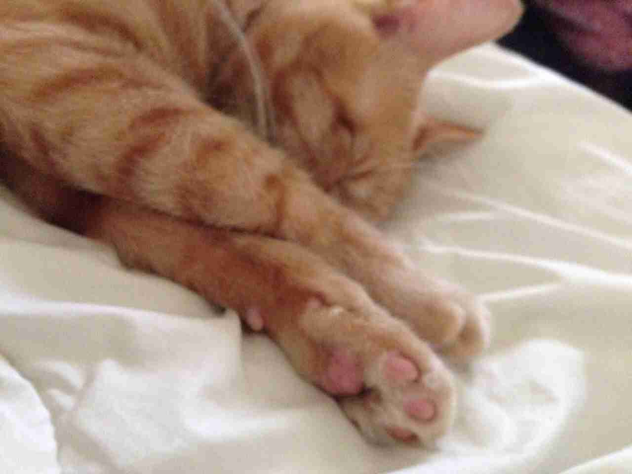 猫の好きな柄
