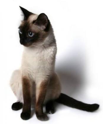 猫の好きな柄