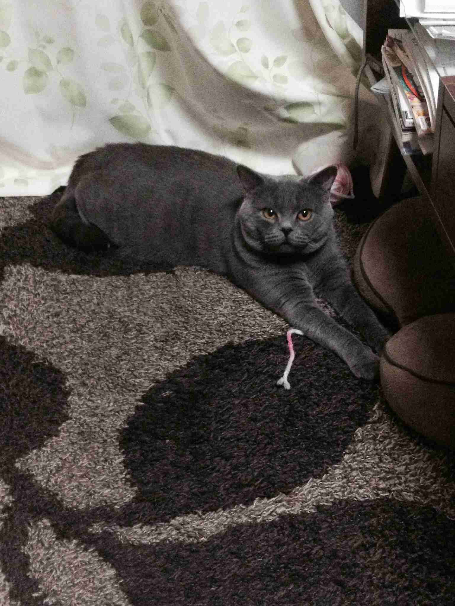 猫の好きな柄