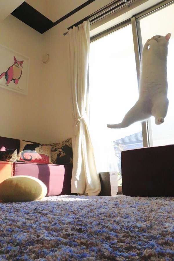 猫の好きな柄
