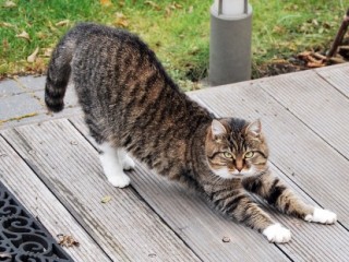猫の好きな柄