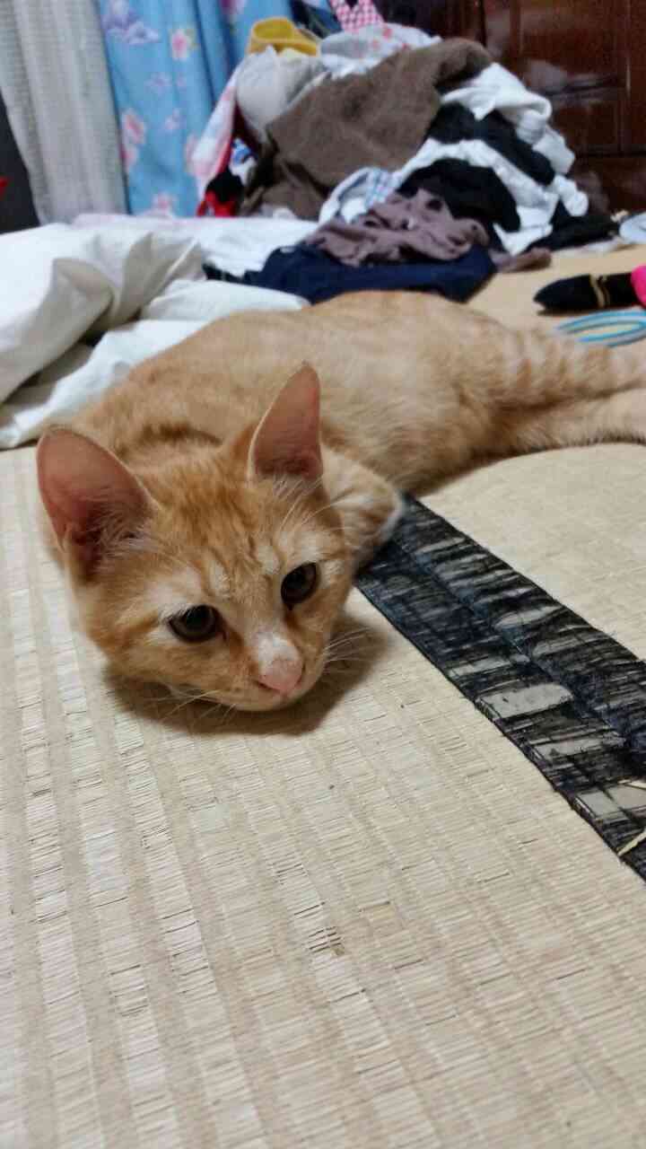 猫の好きな柄