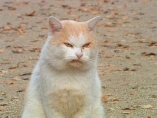 猫の好きな柄