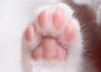 猫の好きな柄