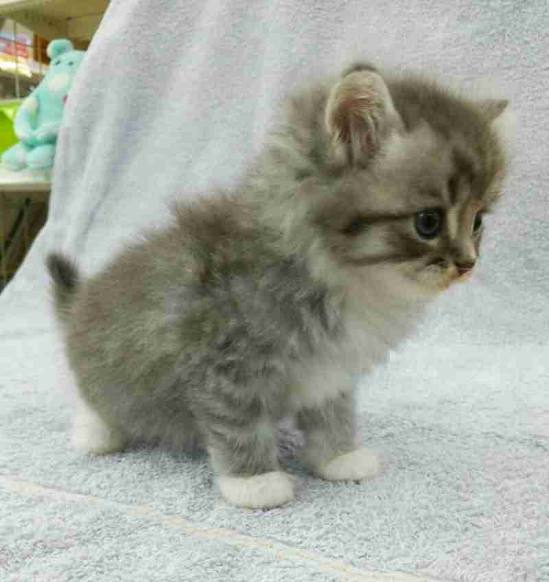 猫の好きな柄