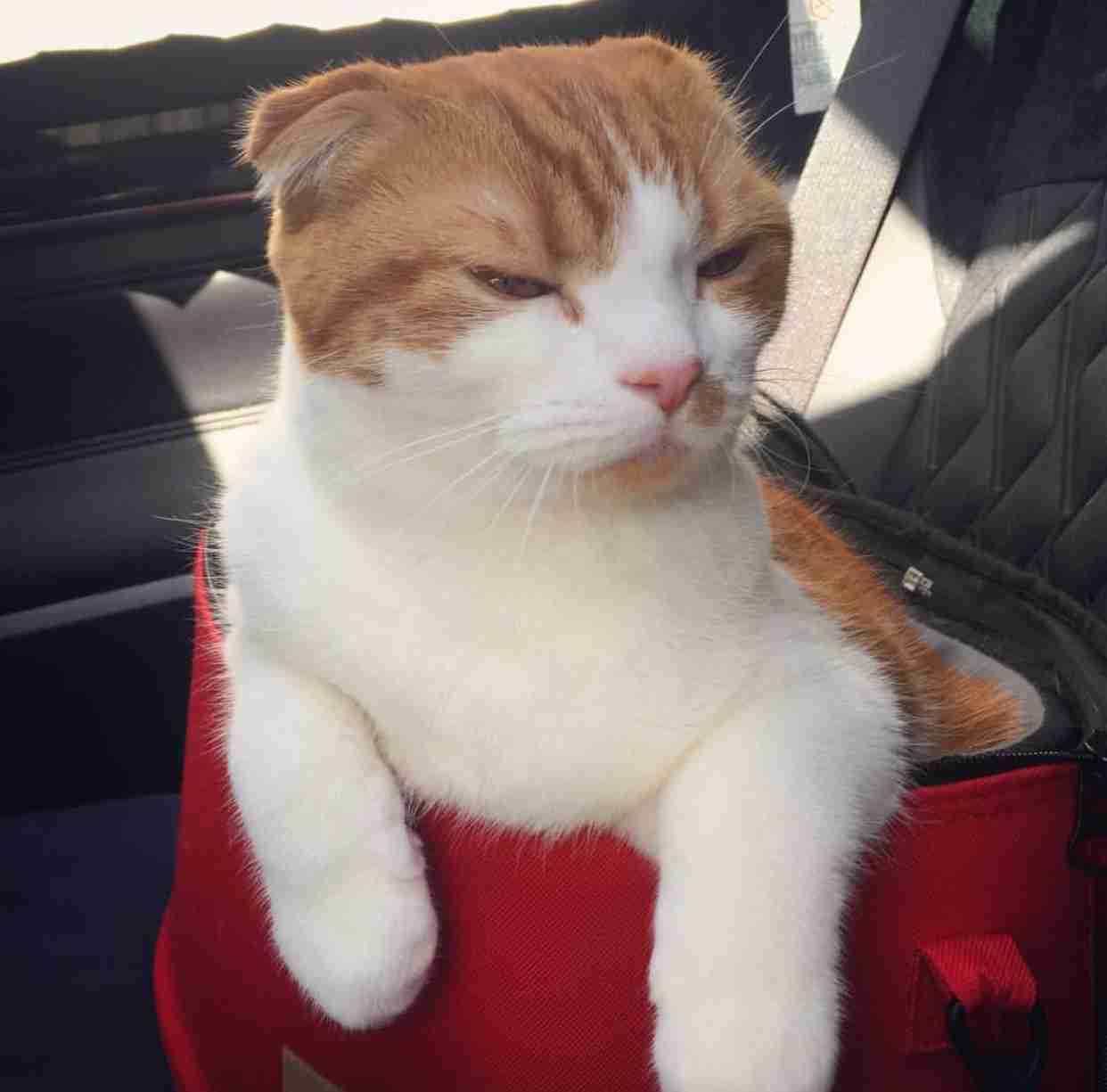 猫の好きな柄
