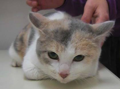 猫の好きな柄