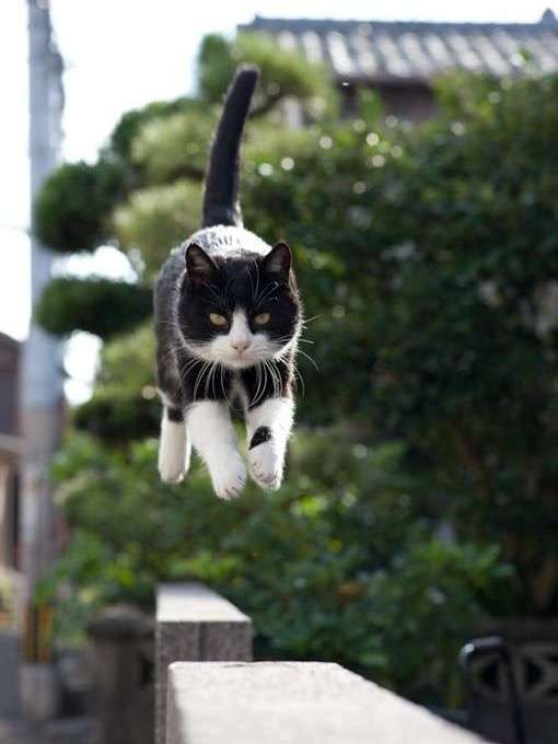 猫の好きな柄