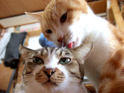 猫の好きな柄