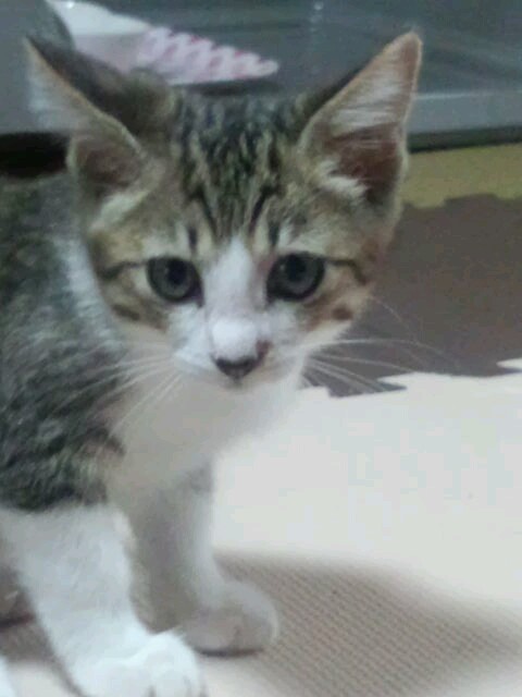 猫の好きな柄