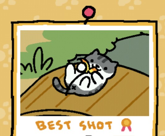 猫の好きな柄