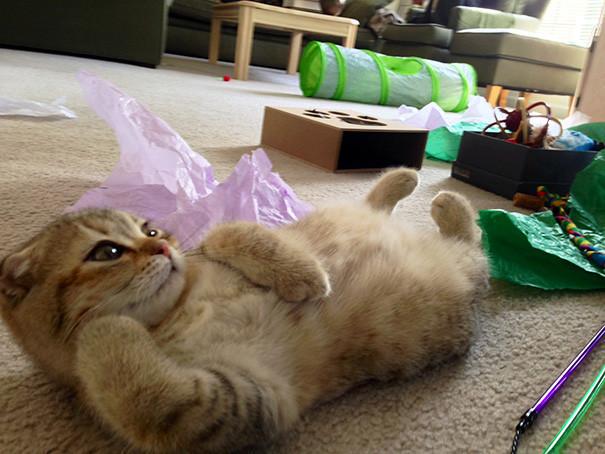 猫の好きな柄