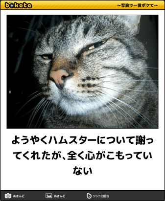 【画像】ダークサイドに堕ちたような眼差しを持つネコが話題に