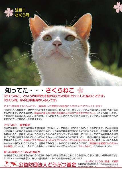 ＜命の価値がたった78円、胸がはりさけそう＞猫の殺処分に関する少女の作文に反響