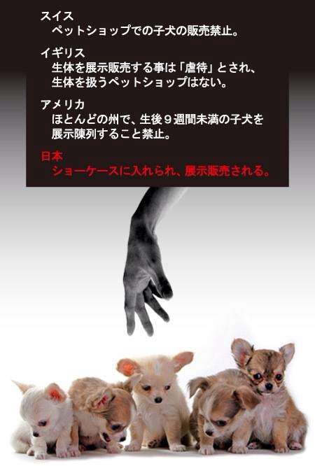 ＜命の価値がたった78円、胸がはりさけそう＞猫の殺処分に関する少女の作文に反響