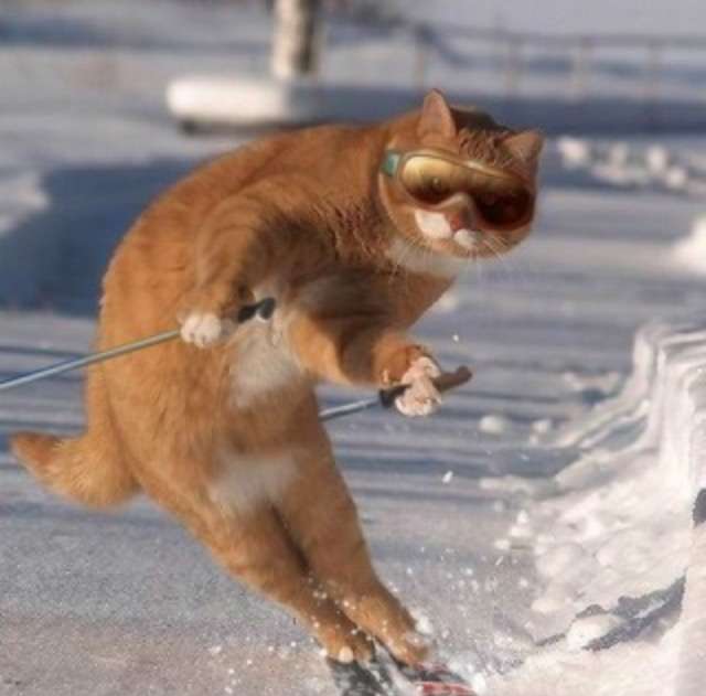 昔取った杵柄