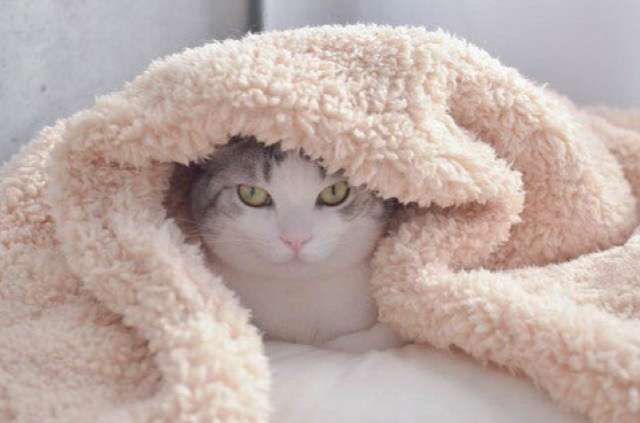 昔取った杵柄