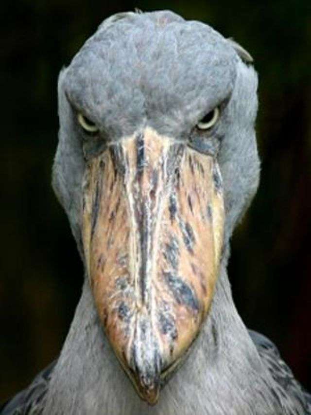 矢口真里は「鋼の心臓」!? 間男との愛の巣を堂々テレビ公開しお茶の間が硬直!