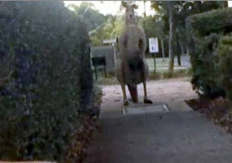 マッチョなカンガルー、ロジャー氏が更なる筋力を携えパワーアップしていたようだ。