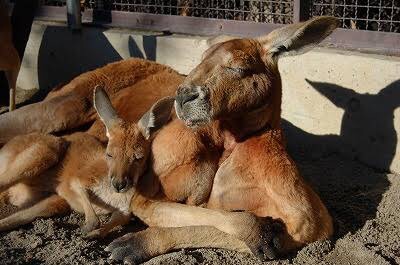 マッチョなカンガルー、ロジャー氏が更なる筋力を携えパワーアップしていたようだ。