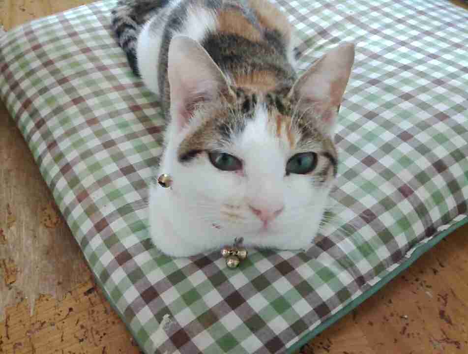 猫派ですか？犬派ですか？