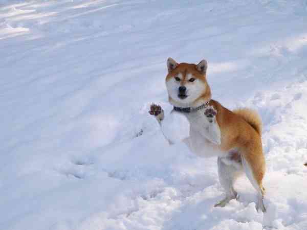 猫派ですか？犬派ですか？