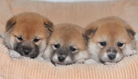 猫派ですか？犬派ですか？