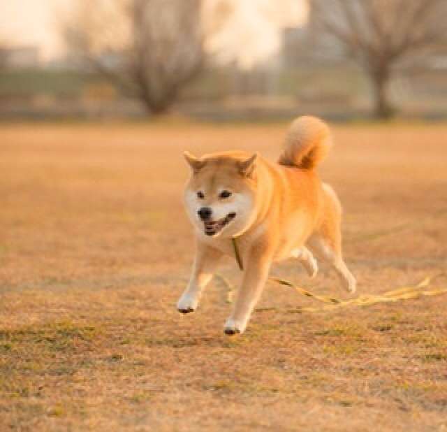 猫派ですか？犬派ですか？