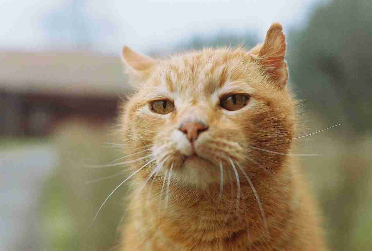 猫派ですか？犬派ですか？