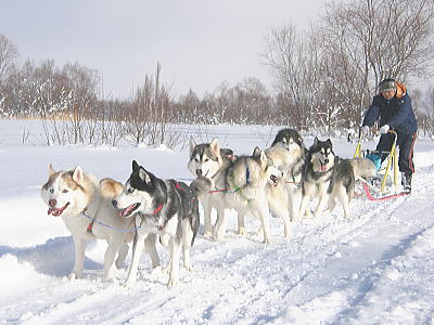 猫派ですか？犬派ですか？