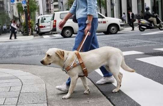 猫派ですか？犬派ですか？