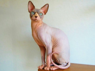 猫派ですか？犬派ですか？