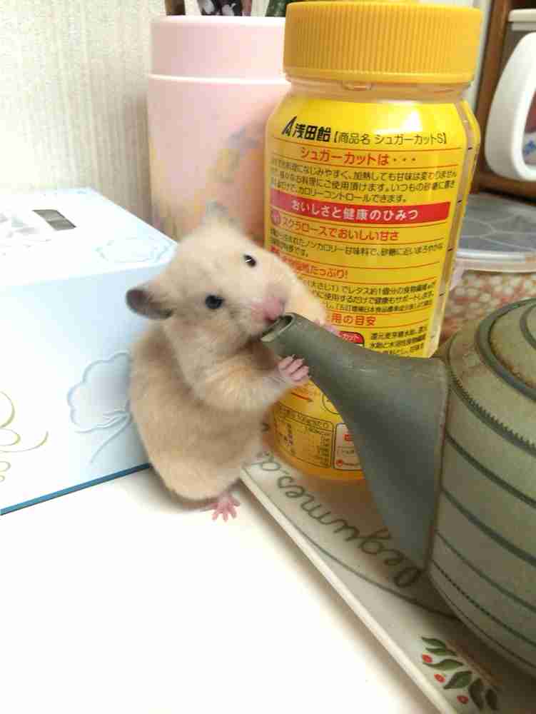 最近 コレに癒されてます。