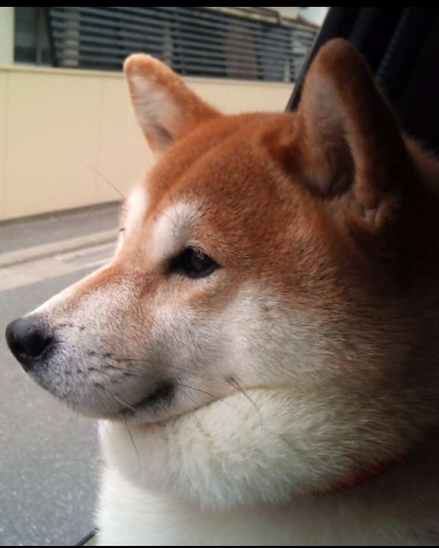最近 コレに癒されてます。