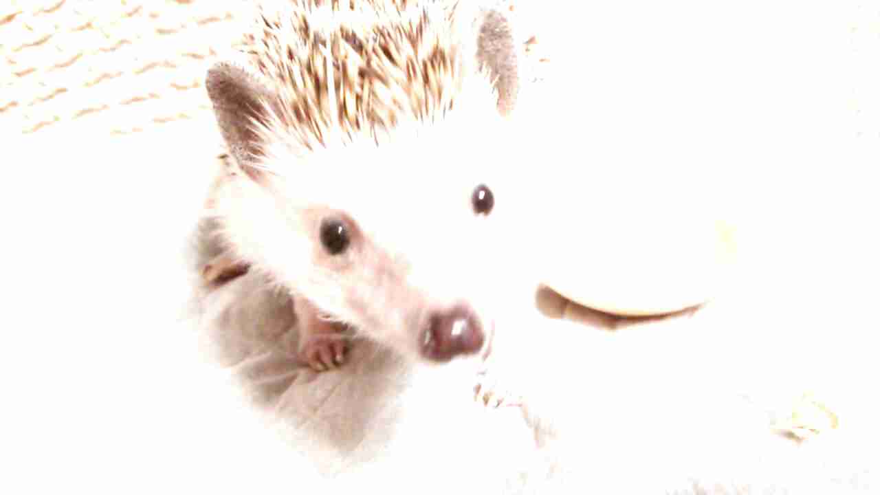最近 コレに癒されてます。