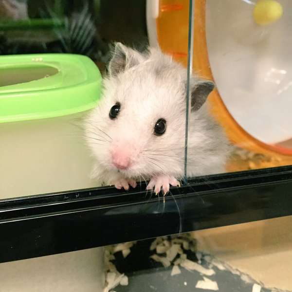 最近 コレに癒されてます。