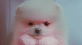 最近 コレに癒されてます。